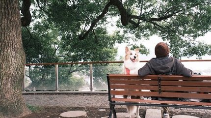 汪汪GO·漫步錢(qián)湖 | 尋陶公街市，覽山色湖光